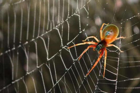 Ženklas – voras lipa žemyn siena arba nuo lubų