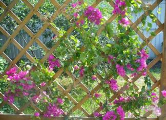 Namų atrama gėlėms ir sodo augalams DIY atramos vijokliniams augalams brėžiniai