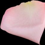 Floromanzia - predizione del futuro con i petali di rosa Previsione del futuro con l'importazione di petali di rosa