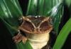 Rana arborícola de ojos rojos descripción informe resumen información mensaje presentación fotográfica anfibios venenosos rana arbórea