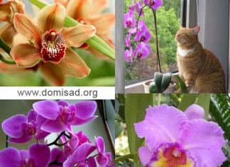 Orchid: care at home How to properly care for an indoor archid flower