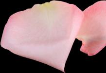 Floromancy - ateities spėjimas pagal rožių žiedlapius Spėjimas pagal rožių žiedlapių importą