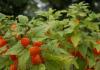 Physalis: growing and caring for different types of plants