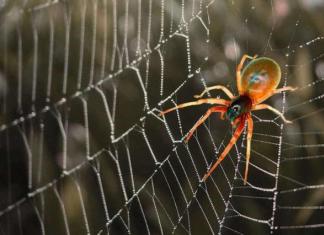 Zeichen – eine Spinne klettert eine Wand oder von der Decke herunter
